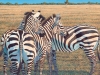 Zebras Zebras